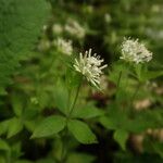 Asperula taurina पत्ता