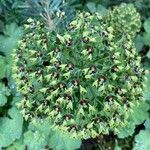 Euphorbia characias Fuelha