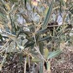 Olea europaea Blatt