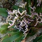 Limonium vulgare Buveinė