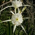 Hymenocallis coronaria Flower