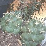 Coryphantha elephantidens Ліст