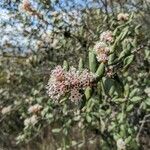 Ceanothus crassifolius 花