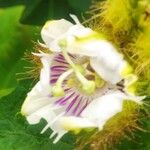 Passiflora foetida Flower