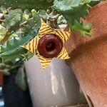 Huernia zebrina പുഷ്പം