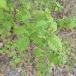 Holodiscus discolor Feuille