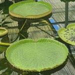 Victoria amazonica Foglia