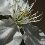 Prunus spinosa Fleur