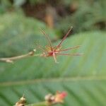 Cleidion macrophyllum 花