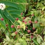 Senegalia rugata Fruit