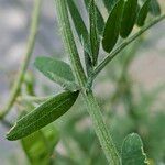 Vicia cracca Rusca