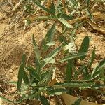 Maerua oblongifolia Hábitos