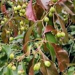 Euonymus carnosus Fruit