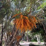 Phoenix canariensis Hábito
