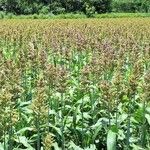 Sorghum bicolorПлод