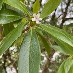 Myoporum tenuifolium ᱥᱟᱠᱟᱢ