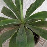 Agave attenuata পাতা