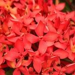 Ixora coccineaFlower