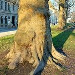 Platanus × hispanica Kora