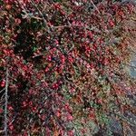 Cotoneaster horizontalisHábito