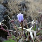 Lactuca inermis फूल