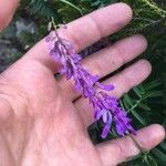 Vicia tenuifoliaFlors