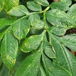 Amorphophallus bulbifer Leaf