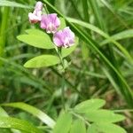 Lathyrus linifoliusFlor