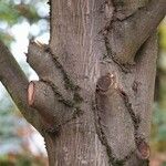 Acer davidii Bark