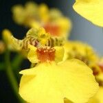 Oncidium altissimum Muu