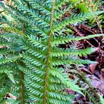 Polystichum aculeatum Blad