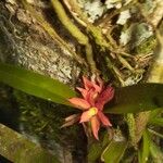 Scaphyglottis imbricata Otro