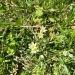 Nothoscordum bivalveFlower