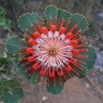 Leucospermum cordifolium 花