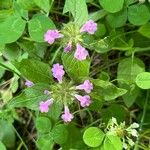 Clinopodium vulgareBlomma