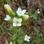 Gentianella campestrisफूल