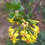 Ribes aureum Floare