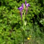 Linaria pelisseriana Fleur