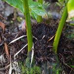 Cycas debaoensis Φλοιός