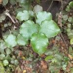 Quercus wislizeni Hoja