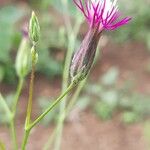 Crupina vulgaris Çiçek