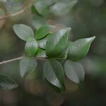 Eugenia monticola Leaf