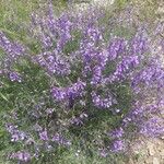 Vicia dalmatica Flor