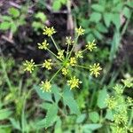 Zizia aurea Flower