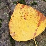 Catalpa ovata Lehti