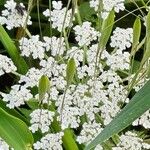 Daucus muricatus Fula