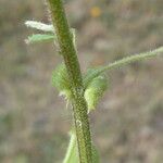 Medicago scutellata Azala