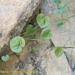 Dioscorea chouardii Muu