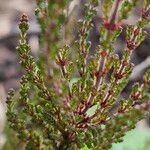 Calluna vulgaris Blatt