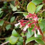 Notopleura parasitica Flower